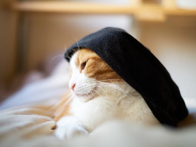 одежда, бело-рыжая, кошка, кот