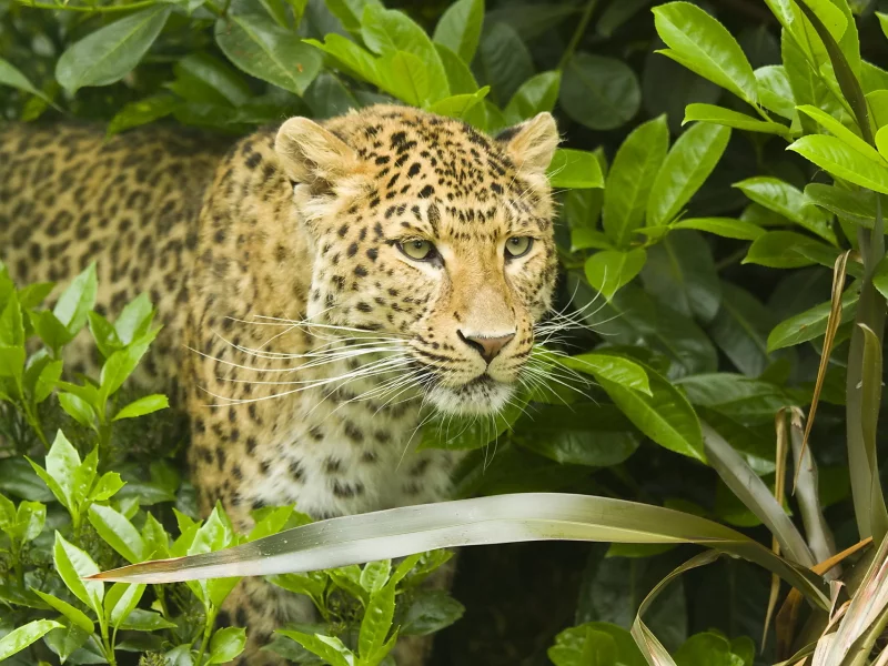 хищник, усы, leopard, кустарник, panthera pardus, леопард, морда