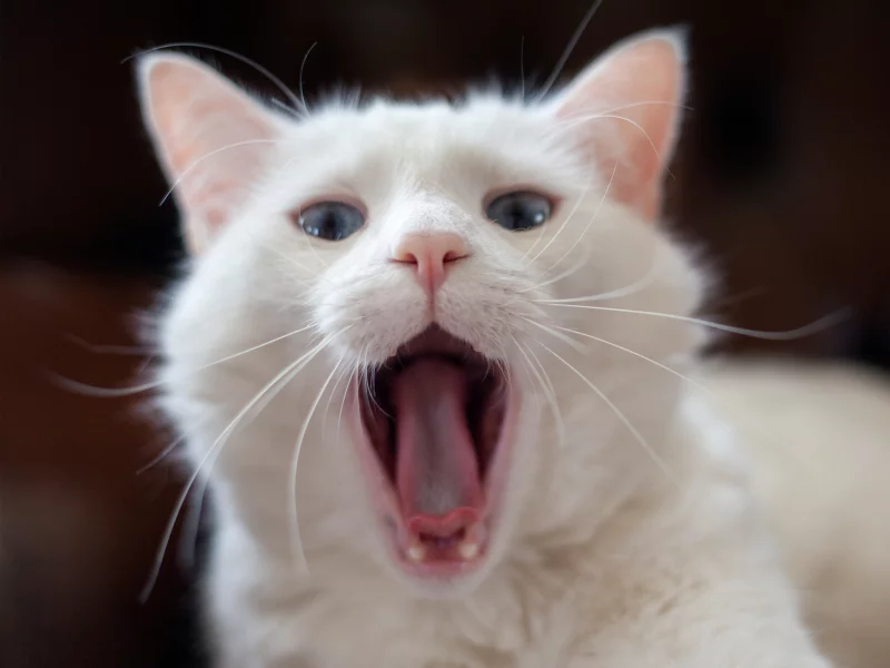  белый, язык, зевает, кот