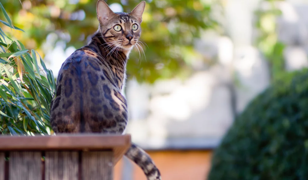сад, кот, зелень, бенгальский, сидит, bengal