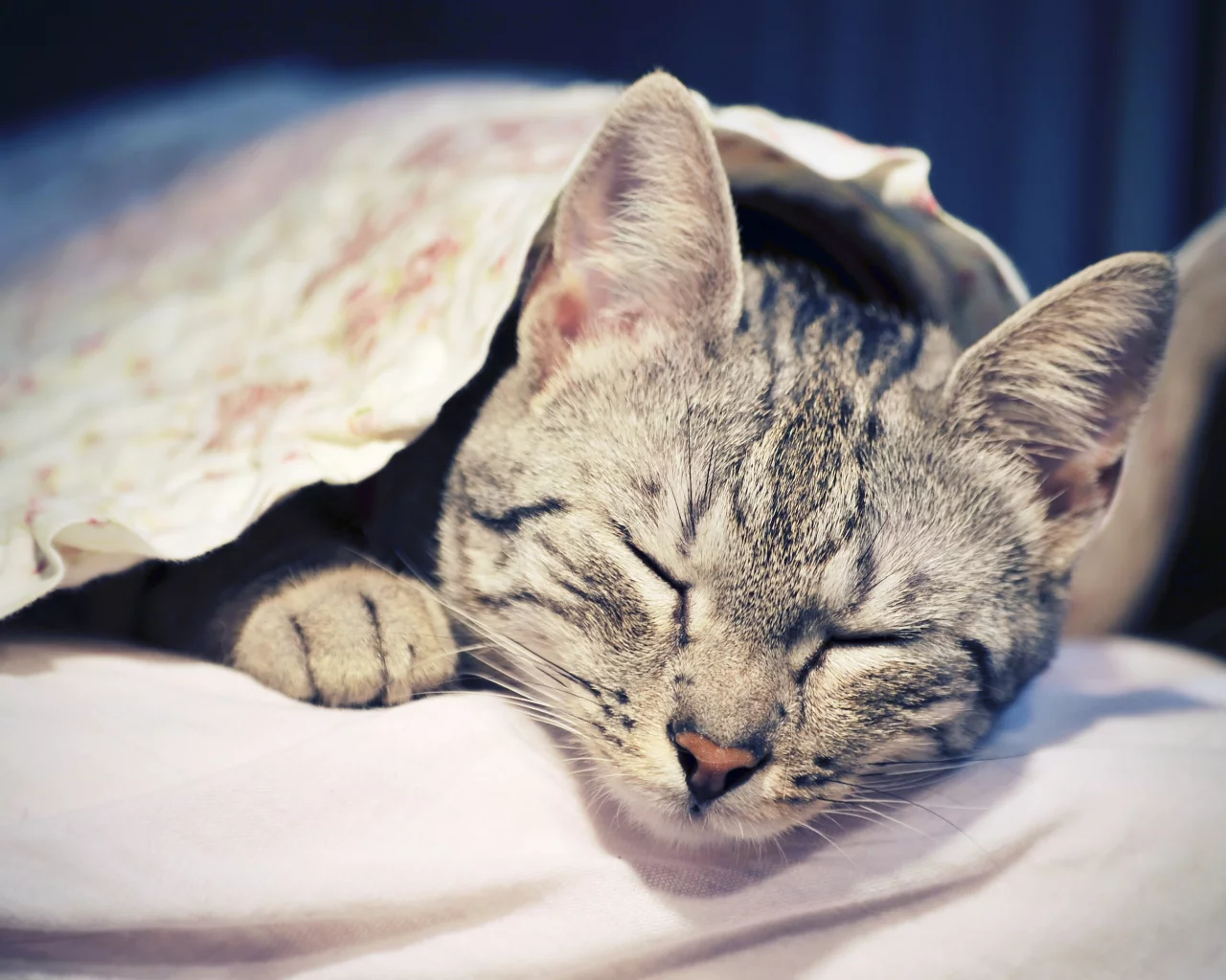 животное, кошка, спит, отдыхает