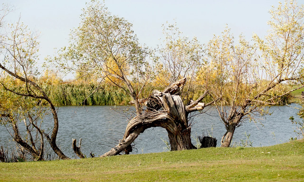 старость, бурелом, речка, дерево