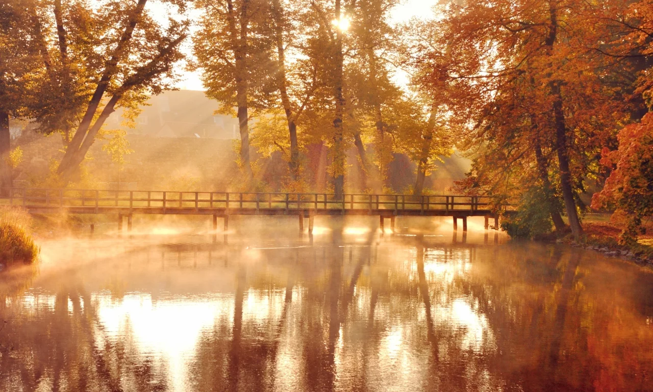 осень, оранжевые, желтые, природа, деревья, листья