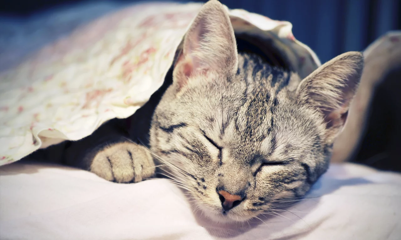 животное, кошка, спит, отдыхает