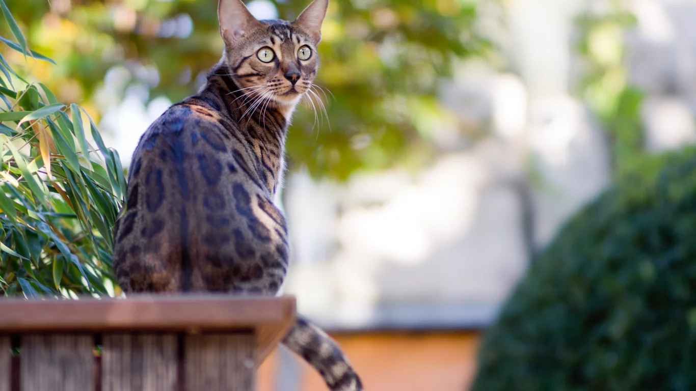 сад, кот, зелень, бенгальский, сидит, bengal