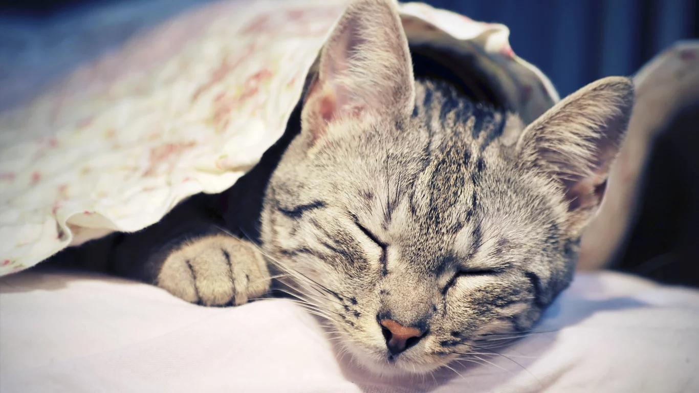 животное, кошка, спит, отдыхает