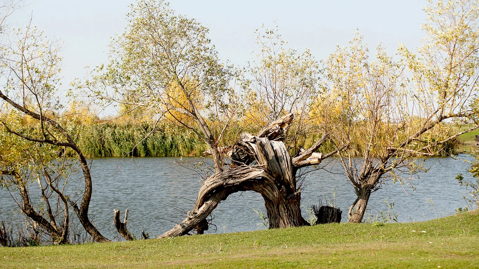 старость, бурелом, речка, дерево