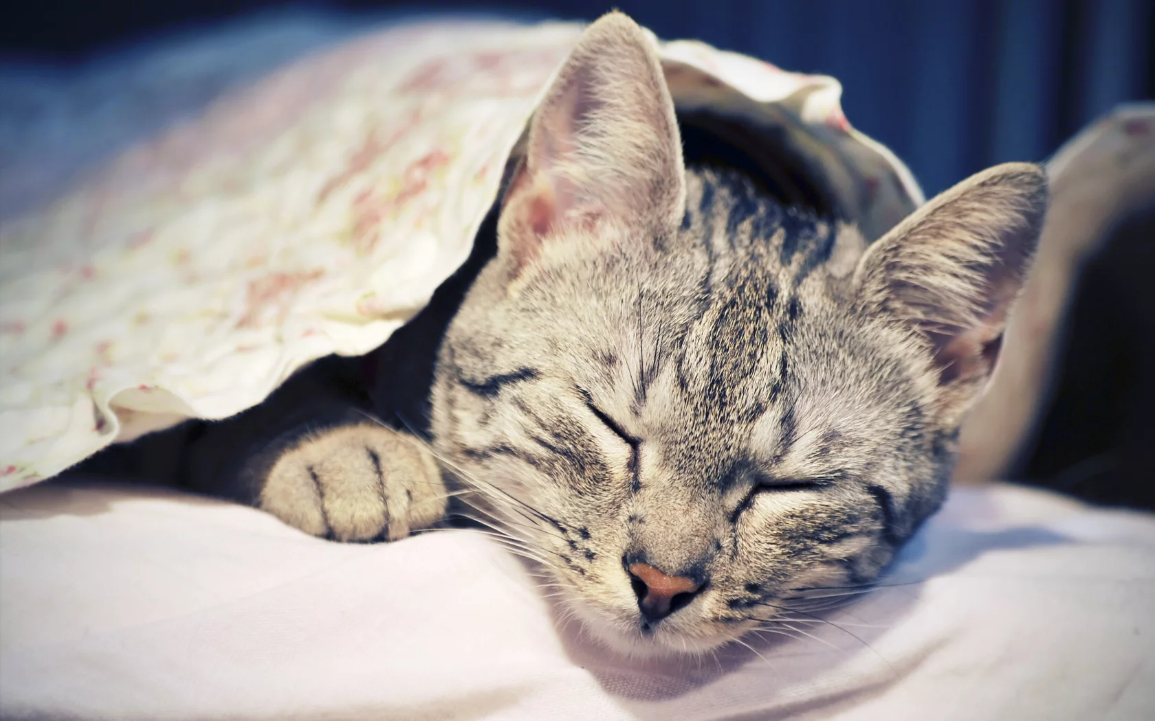 животное, кошка, спит, отдыхает