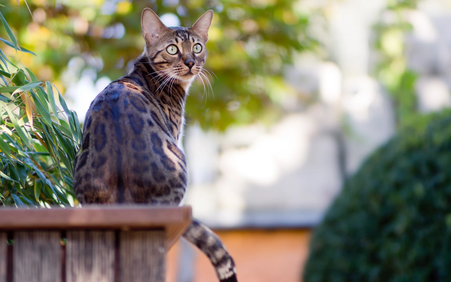 сад, кот, зелень, бенгальский, сидит, bengal