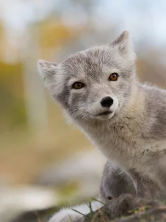 арктическая, лето, лиса, песец