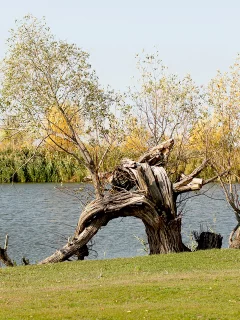 старость, бурелом, речка, дерево