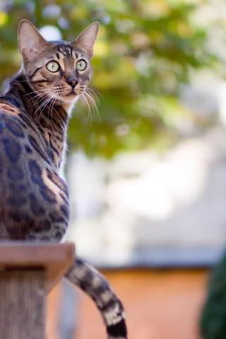 сад, кот, зелень, бенгальский, сидит, bengal