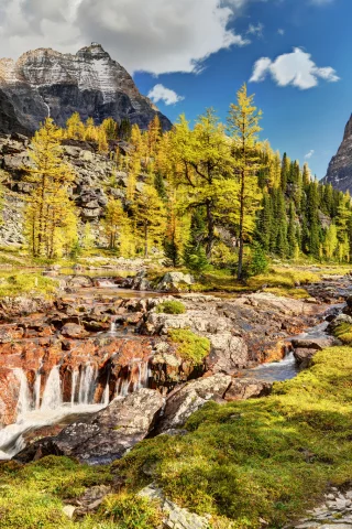 горы, canada, yoho national park, деревья, канада, речка