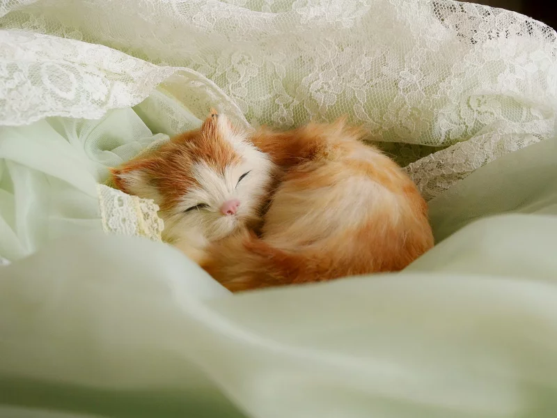 котенок, рыжий