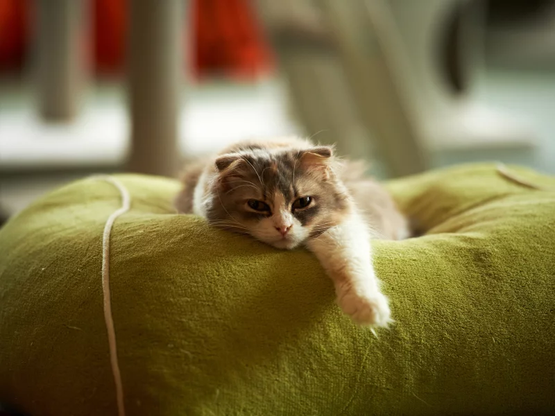 кошка, лежа, отдых, лапа