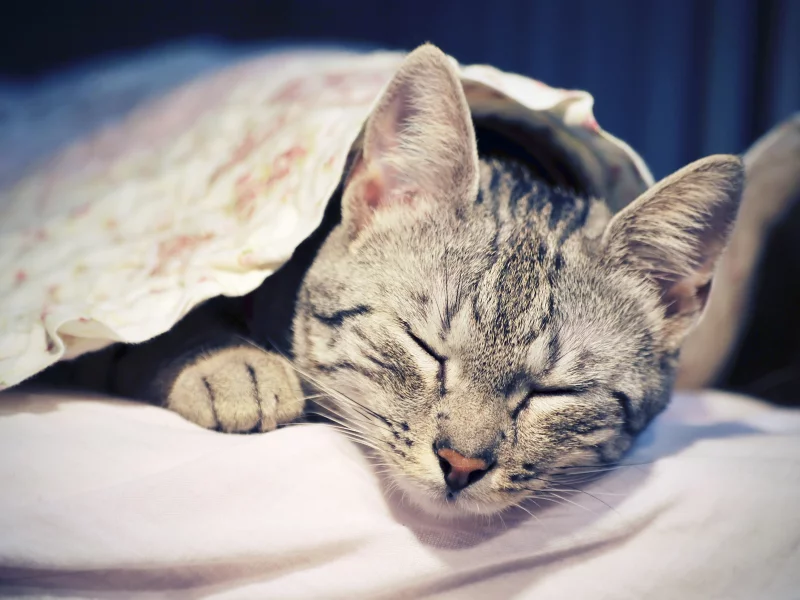 животное, кошка, спит, отдыхает