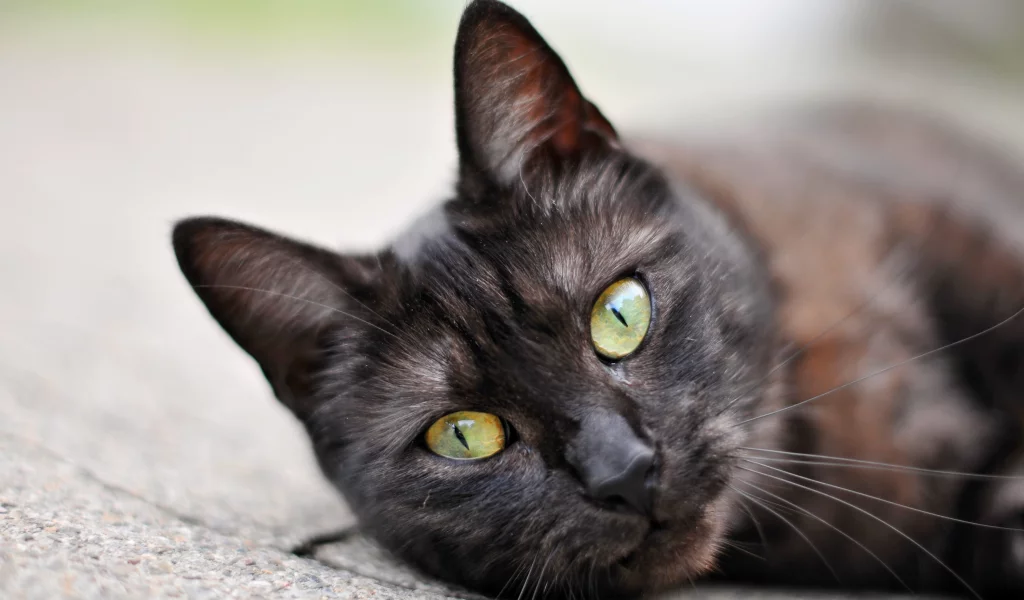 кот, cat, 2014, 2015, new, amazing, funny