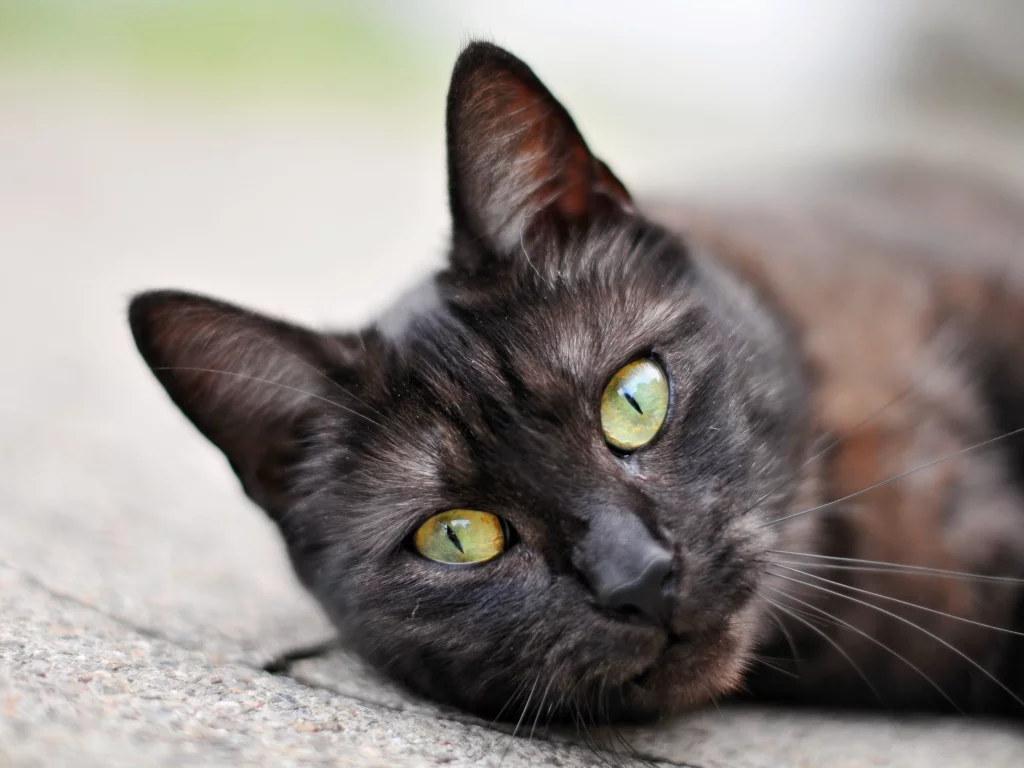 кот, cat, 2014, 2015, new, amazing, funny