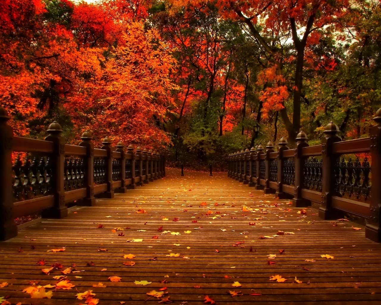 осень, природа, деревья, view, walk, autumn, листья, аллея, парк