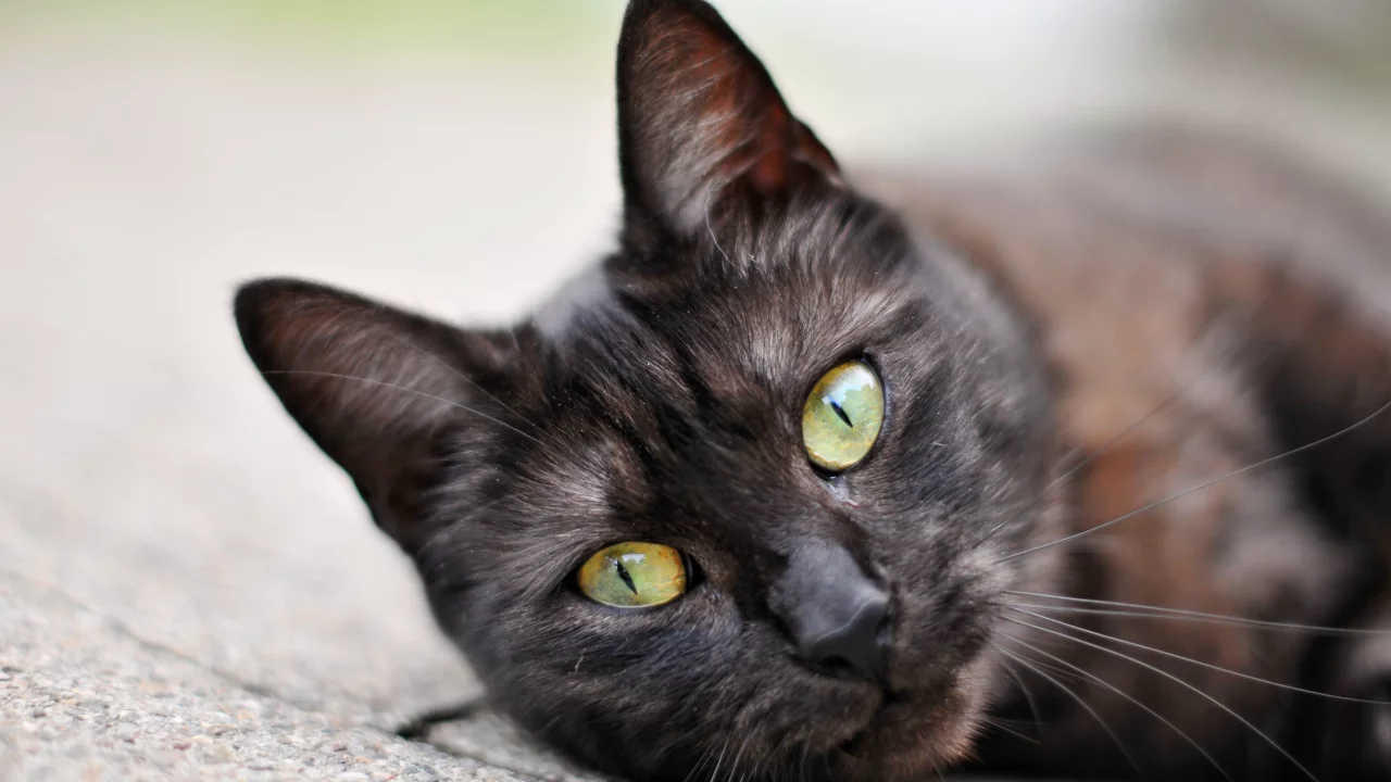 кот, cat, 2014, 2015, new, amazing, funny