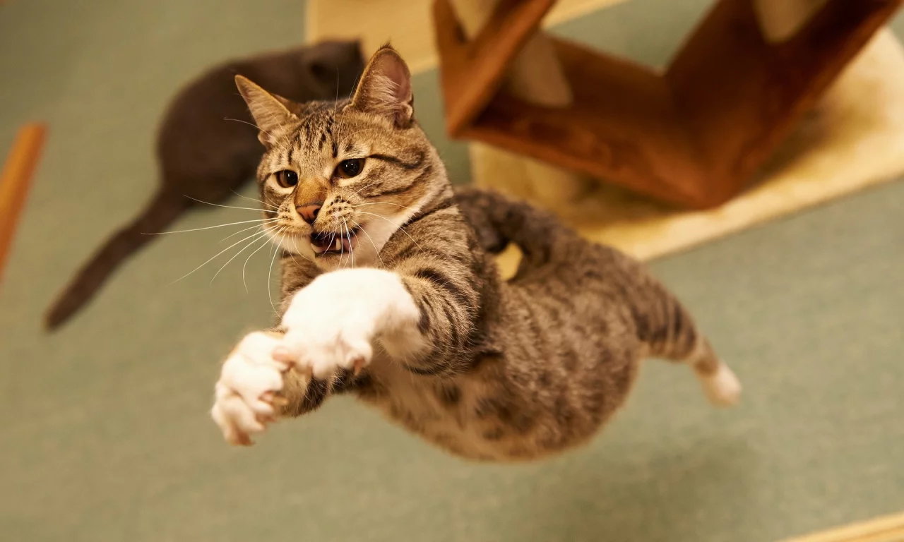 кот, cat, 2014, 2015, new, amazing, funny