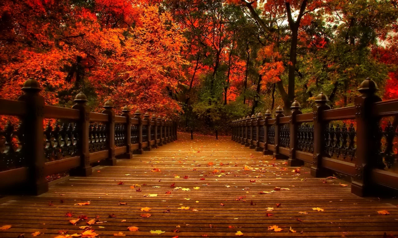 осень, природа, деревья, view, walk, autumn, листья, аллея, парк