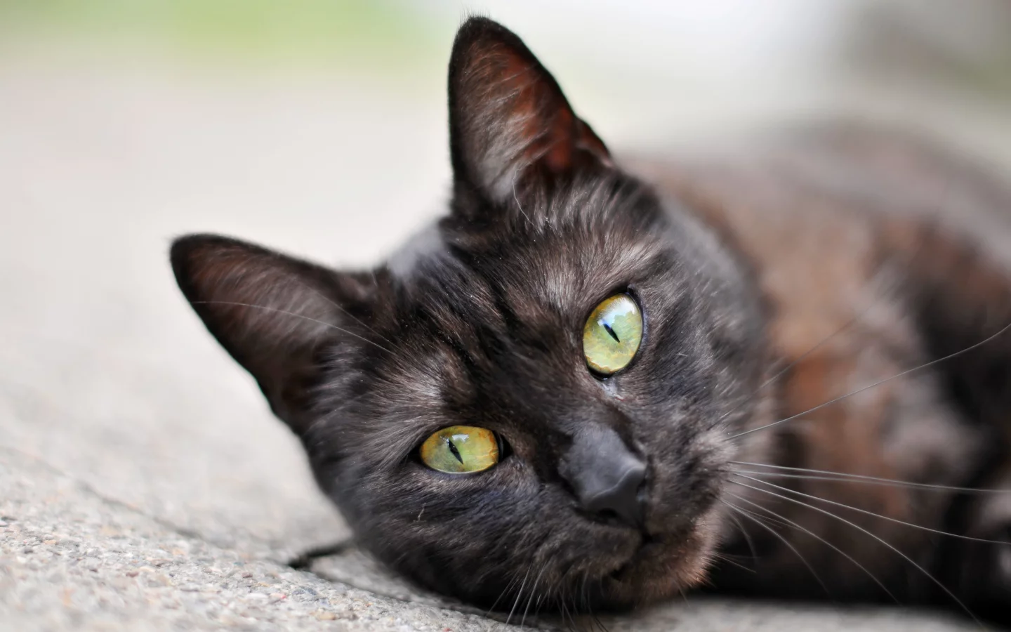 кот, cat, 2014, 2015, new, amazing, funny