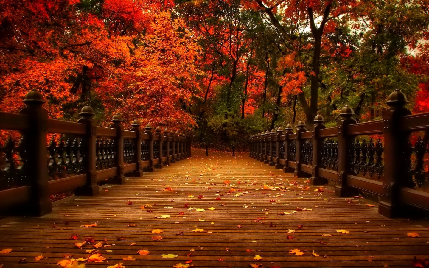 осень, природа, деревья, view, walk, autumn, листья, аллея, парк