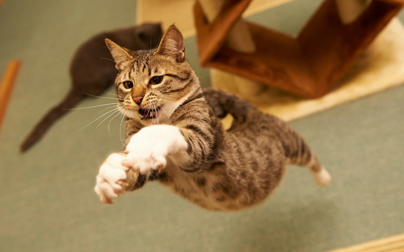 кот, cat, 2014, 2015, new, amazing, funny
