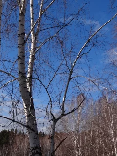 небо, голубое, ветви, березы, весна, сибирь