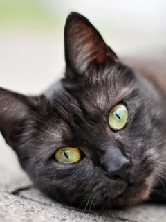 кот, cat, 2014, 2015, new, amazing, funny