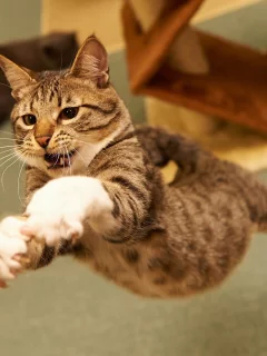 кот, cat, 2014, 2015, new, amazing, funny
