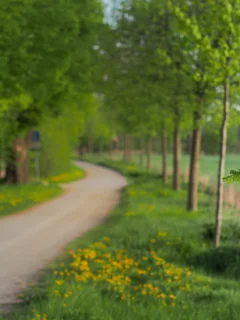 деревья, nature, дерево, листья, природа, макро, листочки