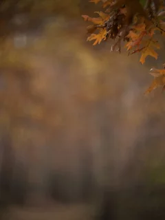 осень, аллея, размытость, ветка, листья, парк
