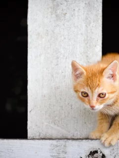 кошка, забор, фон