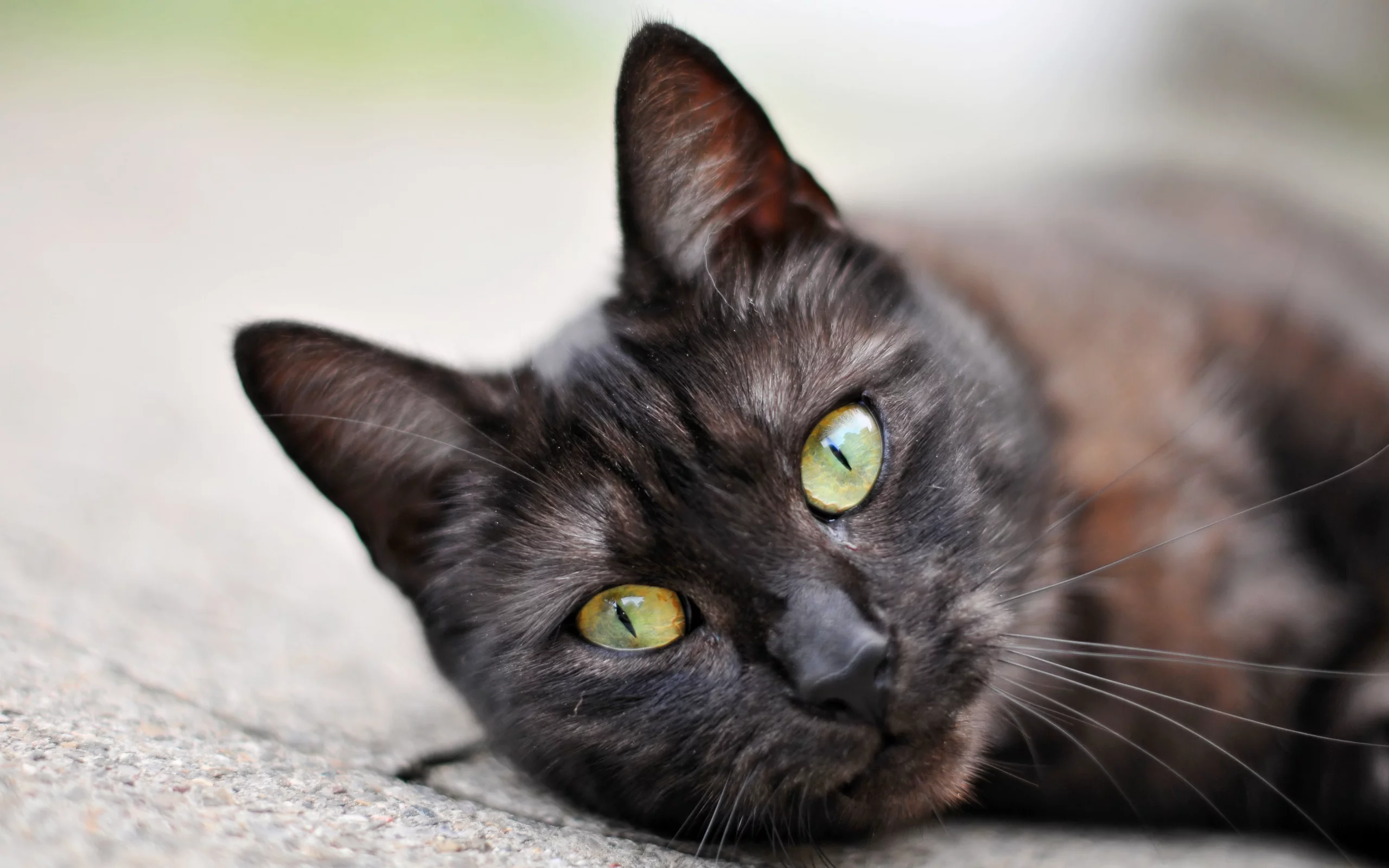 кот, cat, 2014, 2015, new, amazing, funny