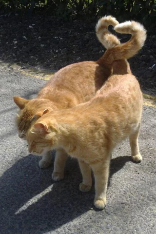 кот, cat, 2014, 2015, new, amazing, funny