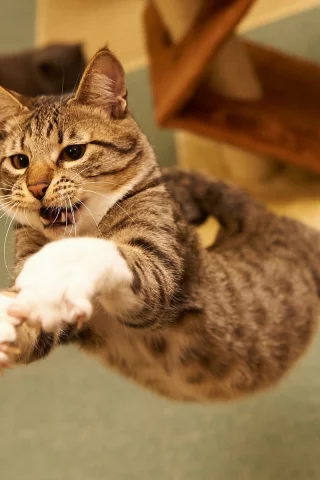 кот, cat, 2014, 2015, new, amazing, funny