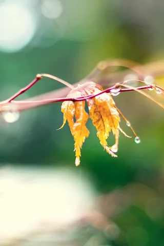 листок, природа, ветка, nature, макро, капли, осень, желтый