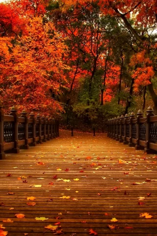осень, природа, деревья, view, walk, autumn, листья, аллея, парк