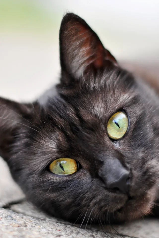 кот, cat, 2014, 2015, new, amazing, funny
