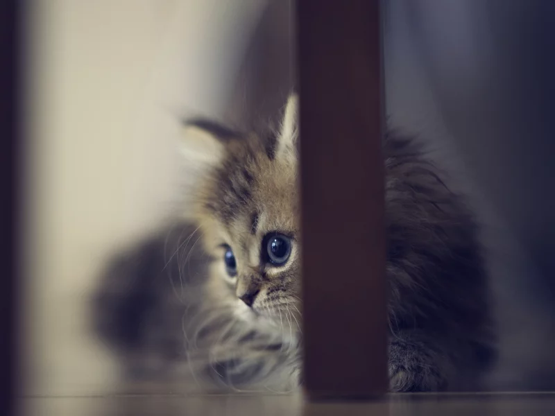 ножки, котенок, daisy, пол, стул, ben torode, benjamin torode