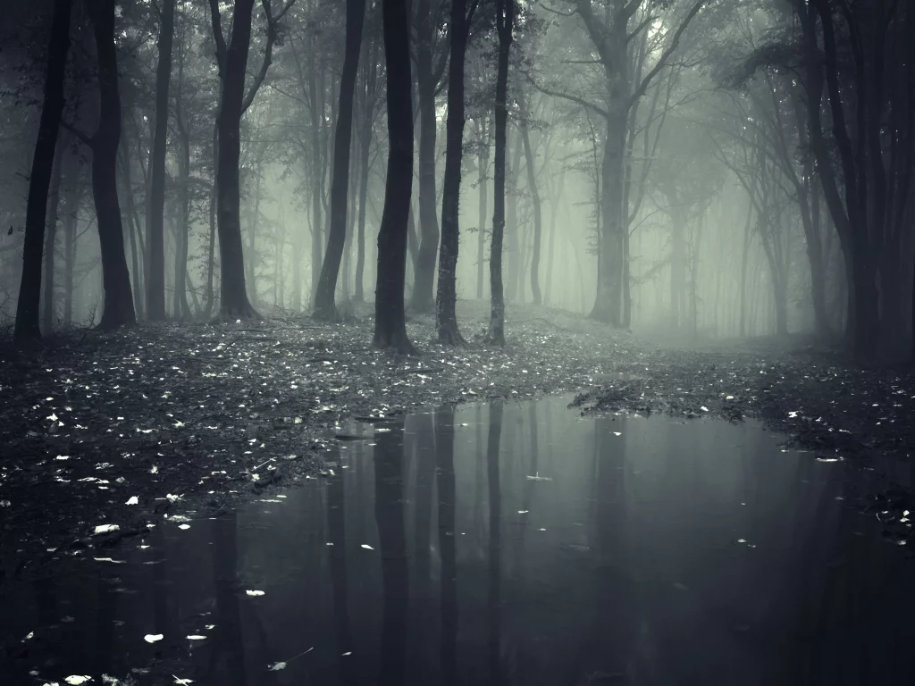 nature, leaves, deep, creepy, misty, forest, road__lake, леса, trees, landscape