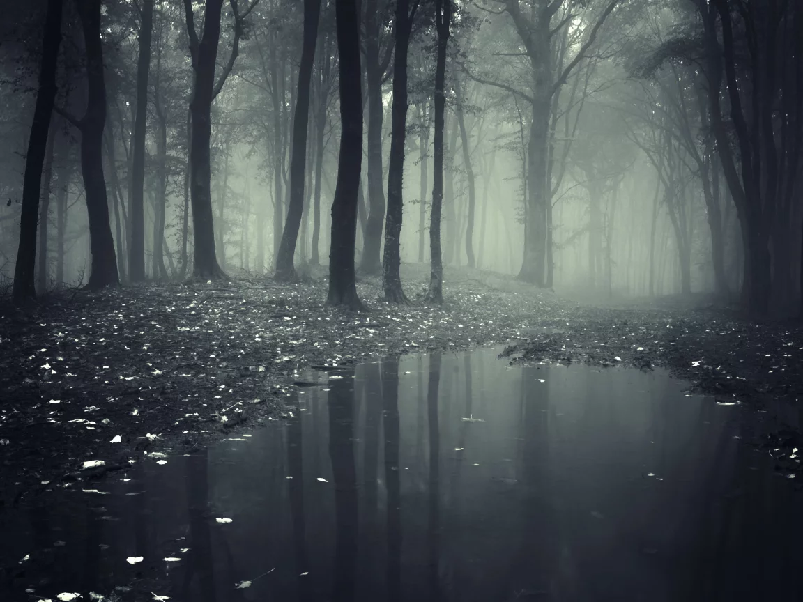 nature, leaves, deep, creepy, misty, forest, road__lake, леса, trees, landscape