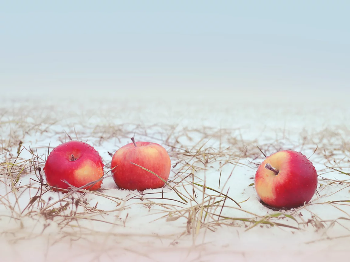 яблоки, снег, трава, apple, snow, grass