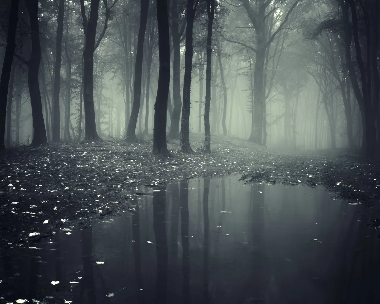 nature, leaves, deep, creepy, misty, forest, road__lake, леса, trees, landscape