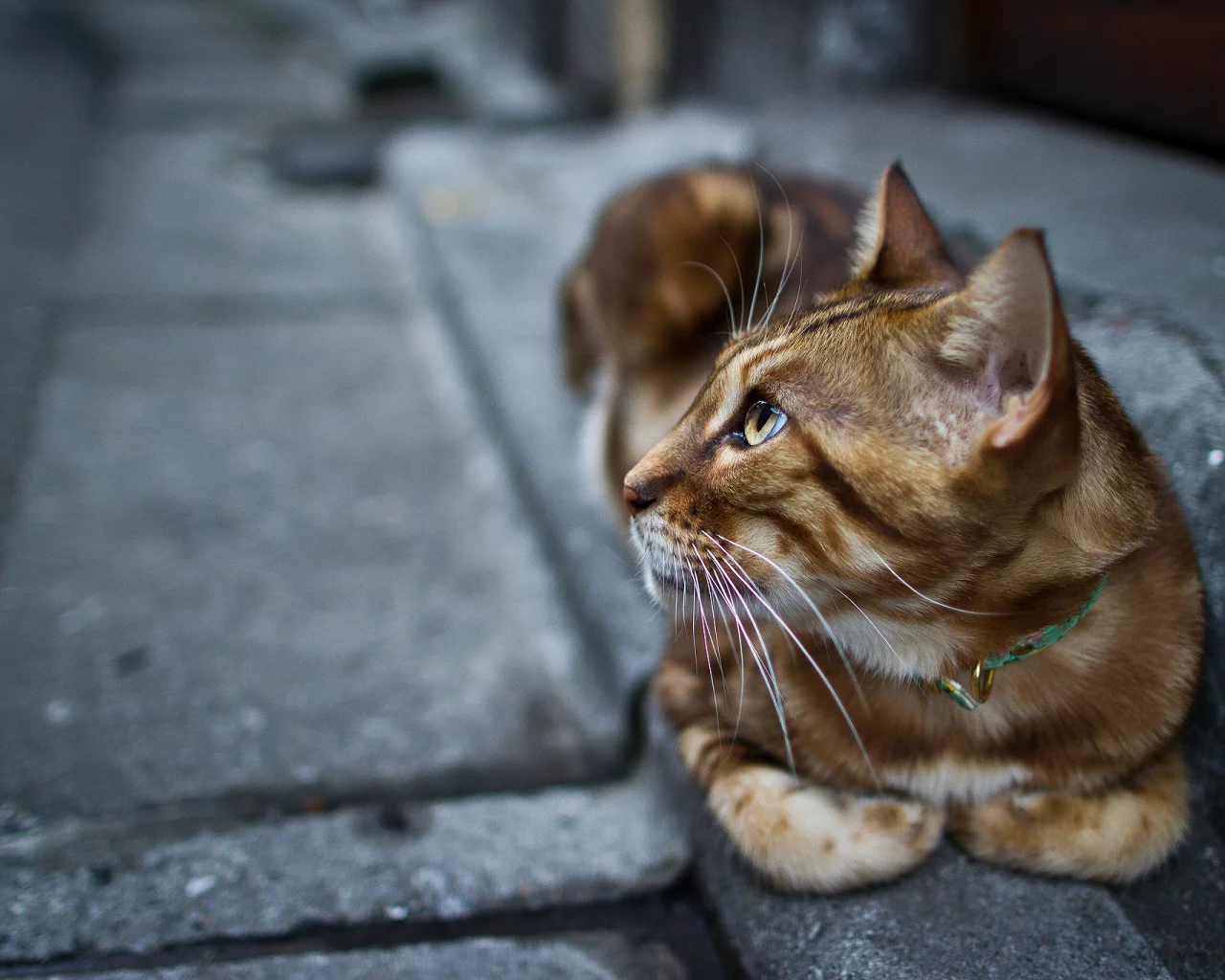 взгляд, ошейник, котэ, кошка, лапы, кот