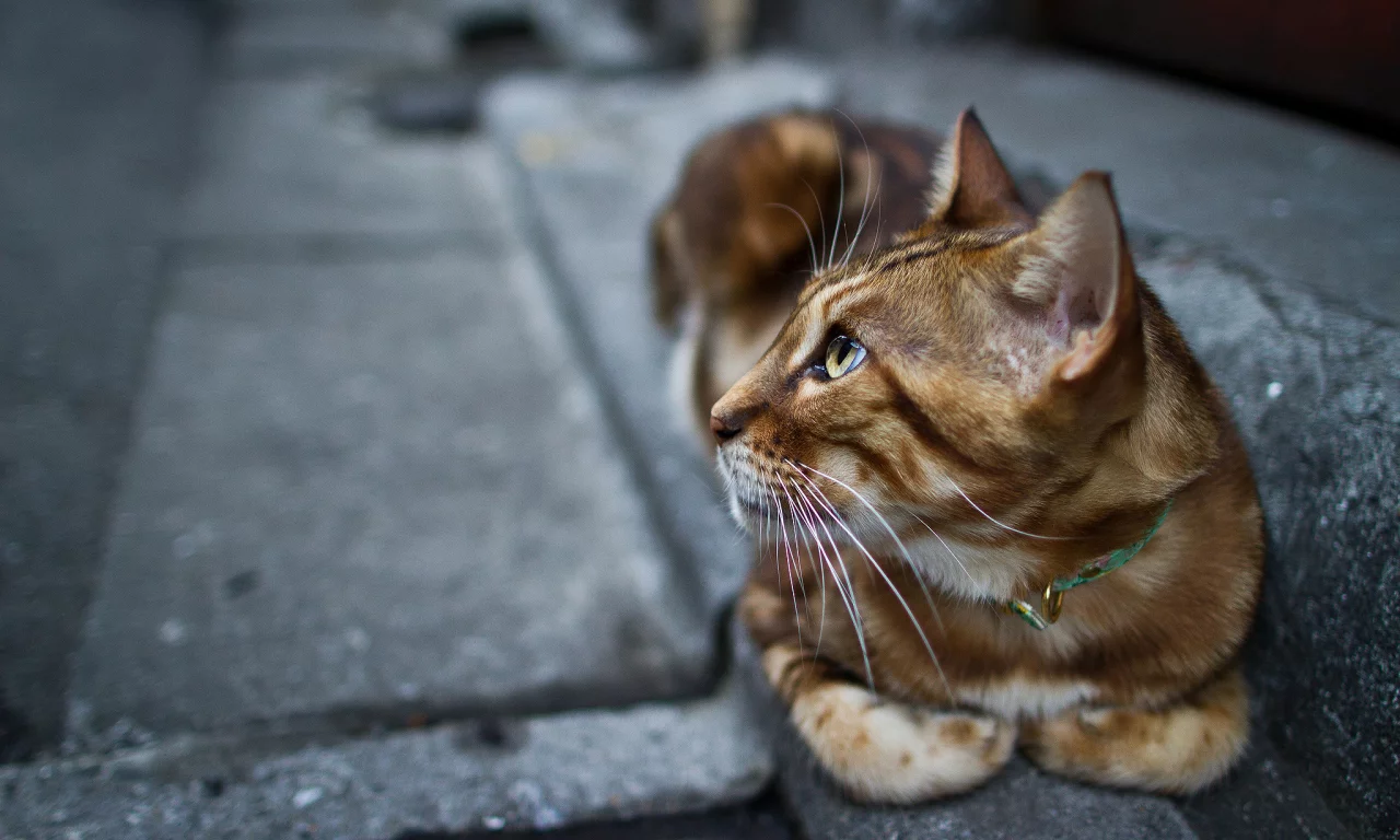 взгляд, ошейник, котэ, кошка, лапы, кот