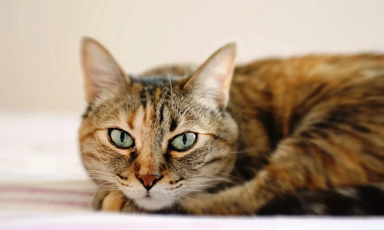 лежит, кошка, глаза, полосатый, кот, морда