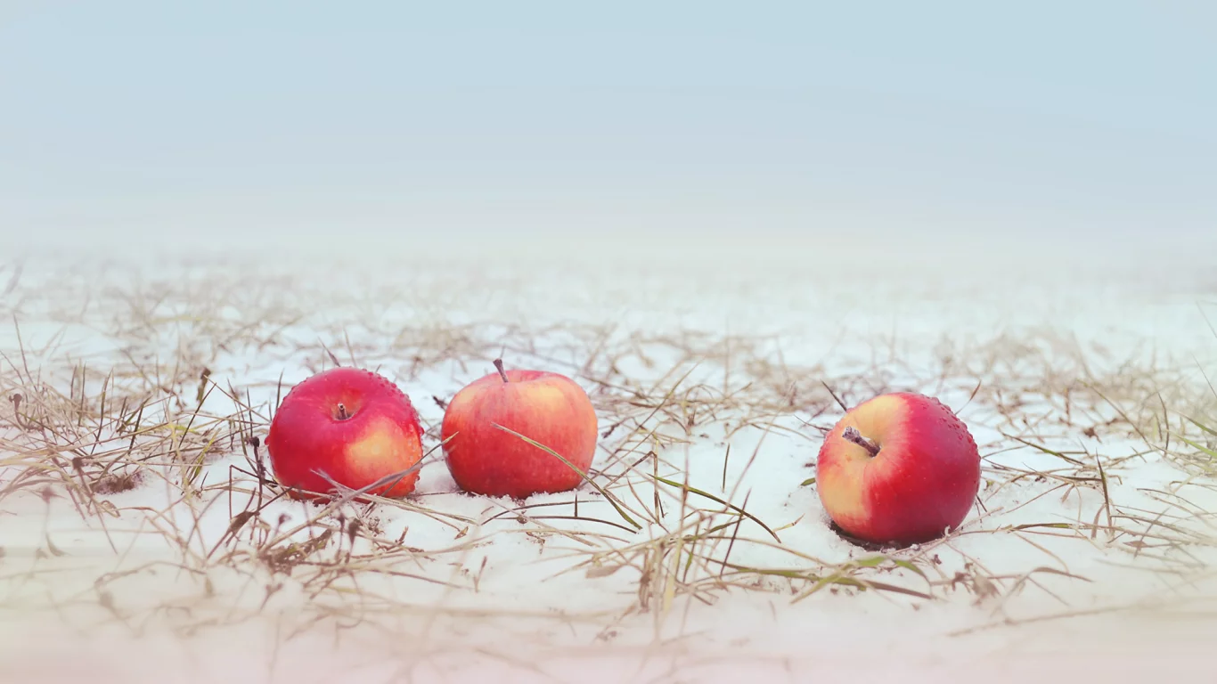 яблоки, снег, трава, apple, snow, grass
